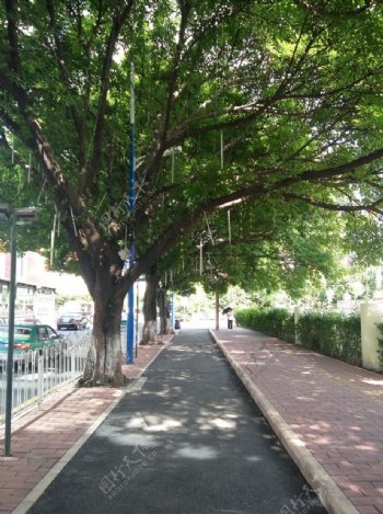 树下街道