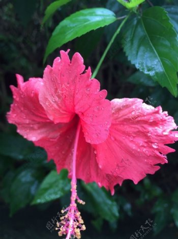 红色雨滴花