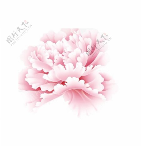 粉色牡丹花节日元素