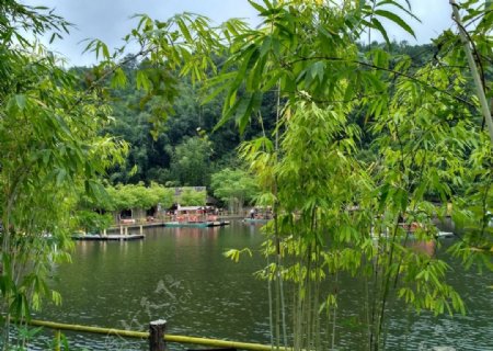 湖边竹林