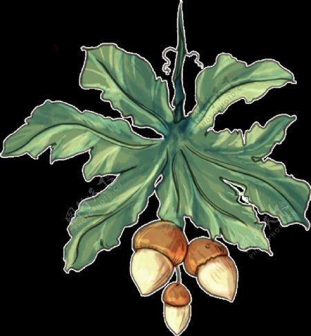 手绘松子植物画装饰图案