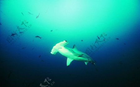 海洋鲨鱼海洋生物蓝色海洋