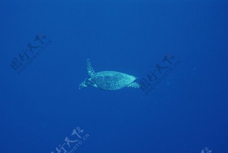 海龟海洋生物蓝色海洋