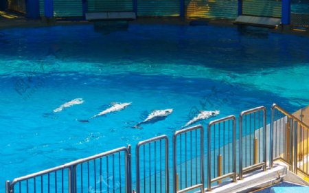 四条海豚海豚仰泳