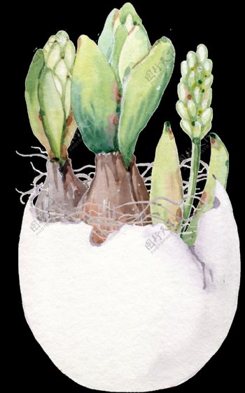 鸡蛋植物明装饰图案