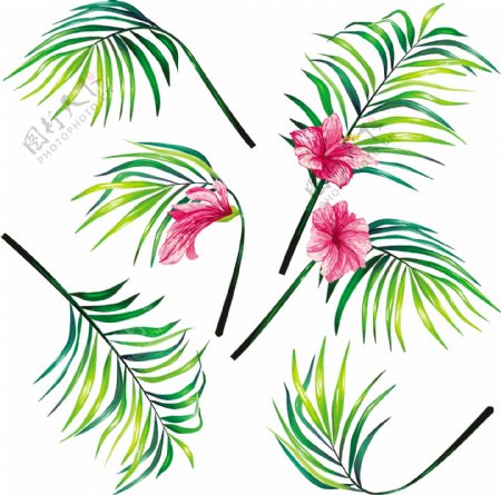 集热带棕榈植物的叶子在写实风格的矢量插图