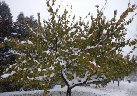 雪中的树