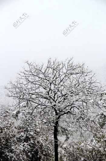 雪后一棵树