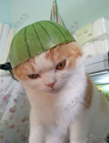 戴西瓜帽的猫咪