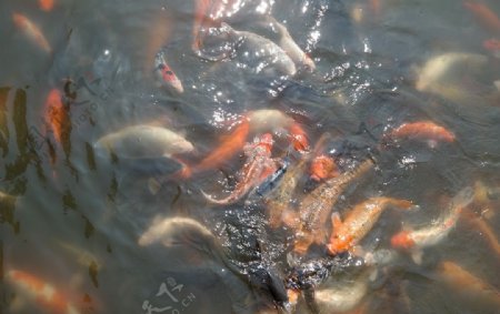 玉湖锦鲤池