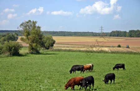牛群吃草风景