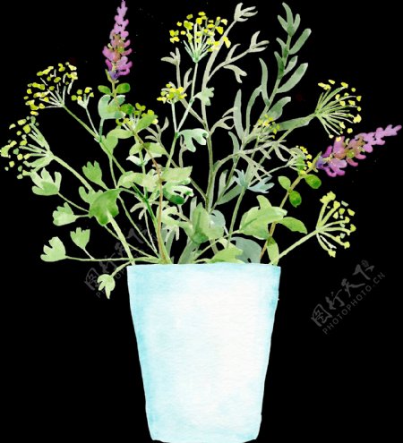 花盆种植植物卡通透明素材