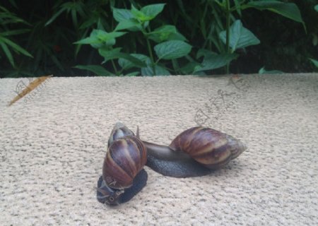 台阶上的两只蜗牛