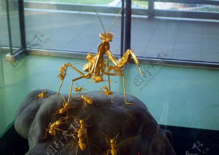 金色的蚂蚁螳螂