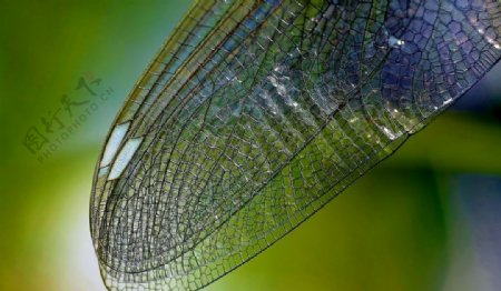 蜻蜓翅膀