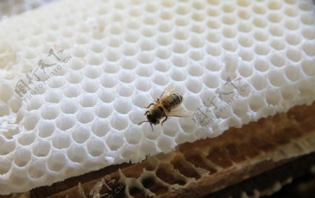 长白山蜜蜂蜂巢