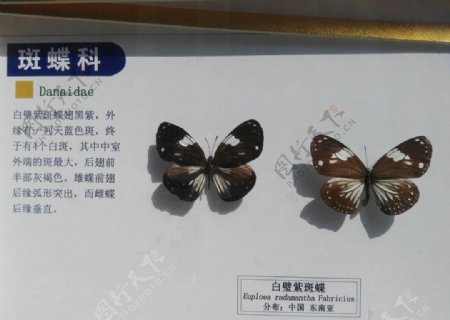 白璧紫斑蝶