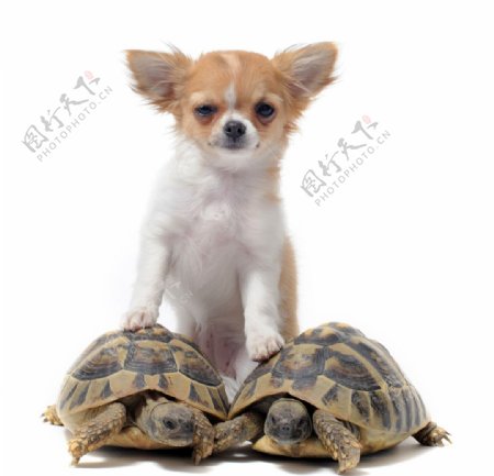 小狗和乌龟
