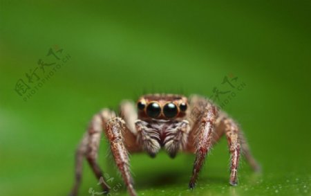 微距跳蛛蜘蛛
