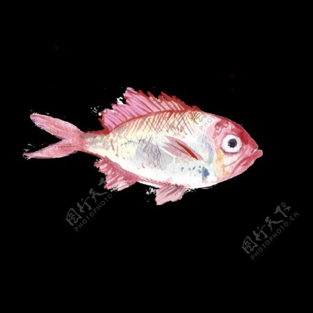 红色鱼水彩手绘透明素材