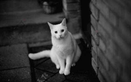 漂亮的白猫