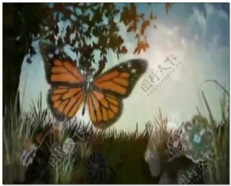 蝴蝶漂亮视频素材
