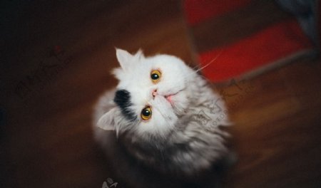 抬头仰望的白猫