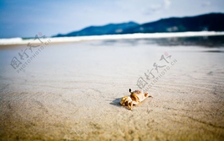 海滩蟹