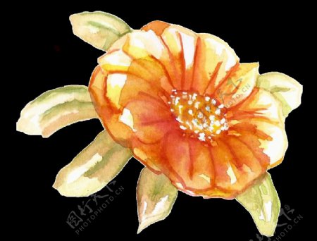 橙色水彩手绘花朵透明素材
