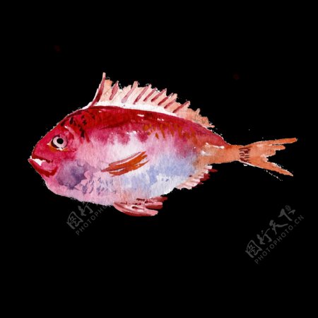 红色水彩手绘金鱼透明素材