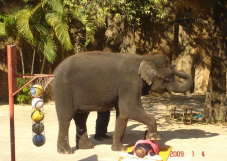 泰国大象按摩