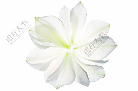 白色透明花朵png元素素材