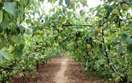 农业苹果种植