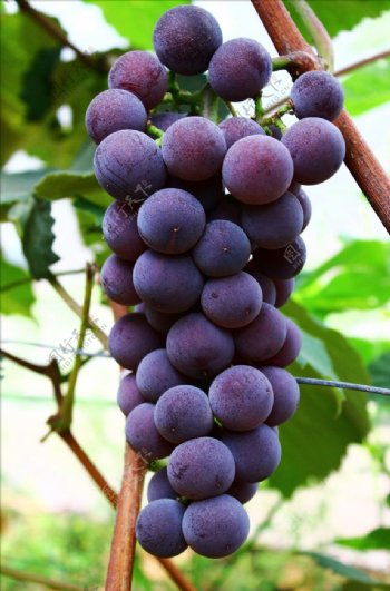 大串葡萄