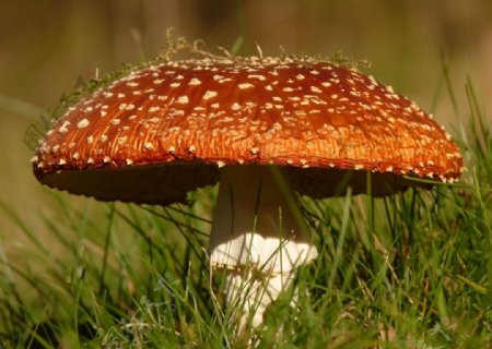 绿草地上的红蘑菇