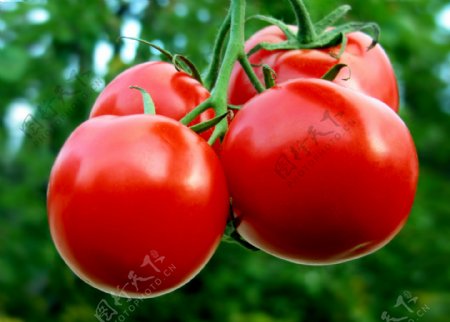 西红柿圣女红果