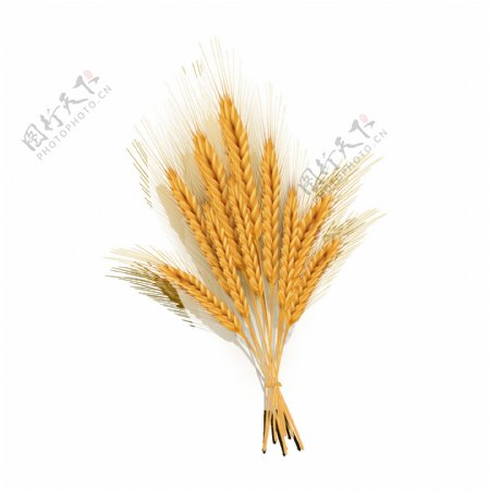 成熟的麦穗png元素素材