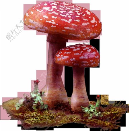 新鲜红色蘑菇png元素素材