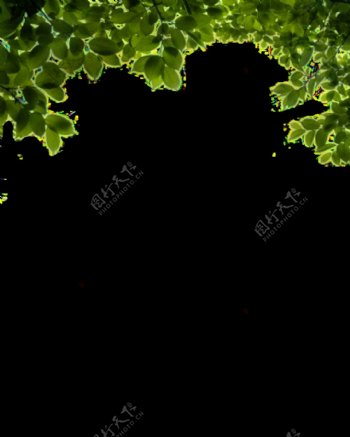 灌木丛装饰免抠png透明图层素材