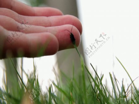 小虫在草