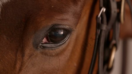 马的眼睛特写