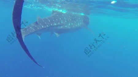150fps鲸鲨