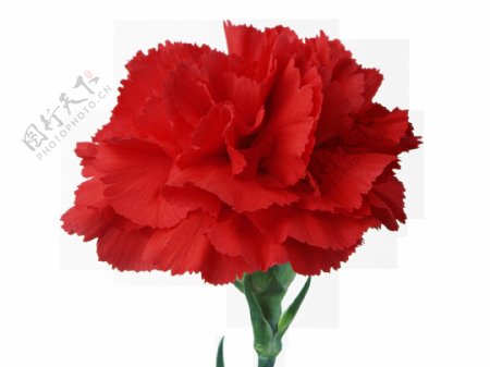 一朵红色的花朵png元素素材