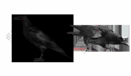 黑色乌鸦图免抠png透明图层素材