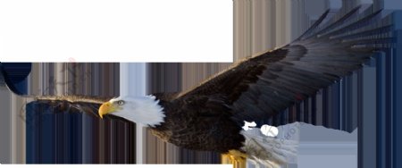 美国国鸟白头海雕免抠png透明图层素材