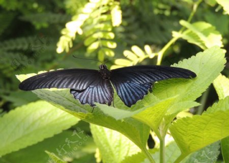 美丽黑色蝴蝶