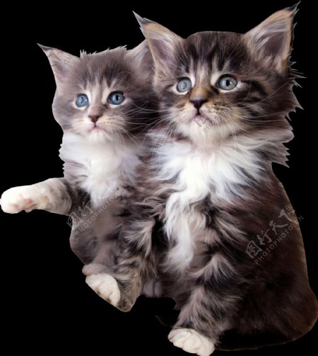 手绘两只灰色可爱猫咪png透明素材