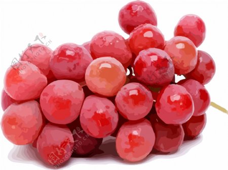 红提手绘插画水果素材葡萄