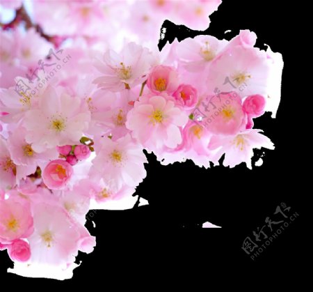 春季盛放中的娇艳桃花png透明素材