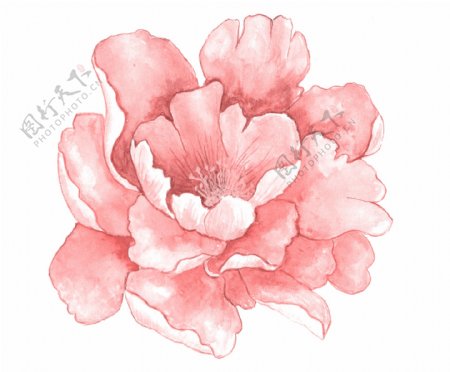 手绘粉色花朵png元素素材